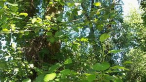 Siebengebirge nature, arbres, arbres riverains