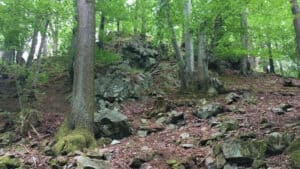 Forêts sur éboulis, Lohrberg