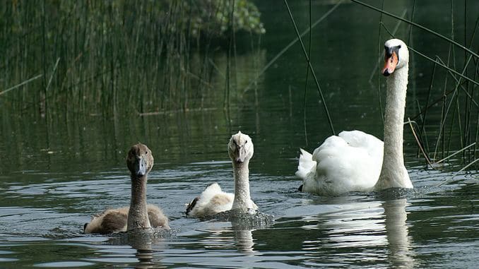 Cygnes, Hohenems, vieux Rhin