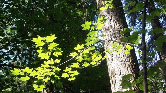 Siebengebirge nature, arbres, erable sycomore