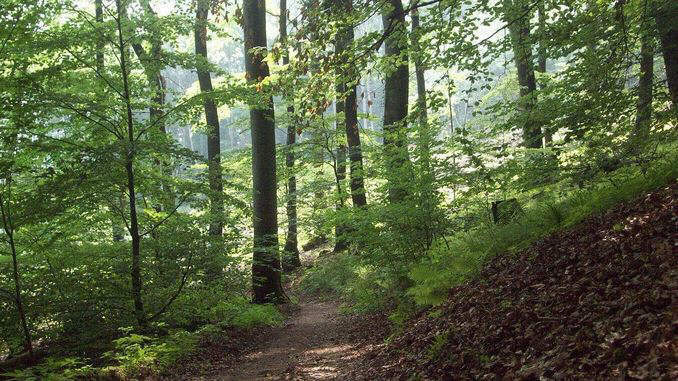 Forêts naturelles au Nonnenstromberg, Siebengebirge, Königswinter