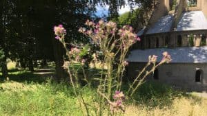 Abbaye de Heisterbach, chardon marie