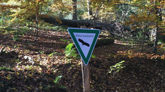 Réserve naturelle Siebengebirge, Nonnenstromberg, forestière naturelle