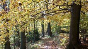 Löwenburg, forêt en automne